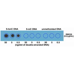 Anti-5-Hydroxymethylcytosine / 5-hmC antibody [RM236] used in Dot blot (Dot). GTX33605